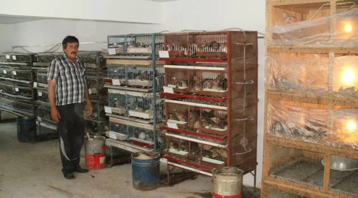 Unui agricultor sucevean i s-a cerut să demonstreze că prepeliţele sunt păsări! 