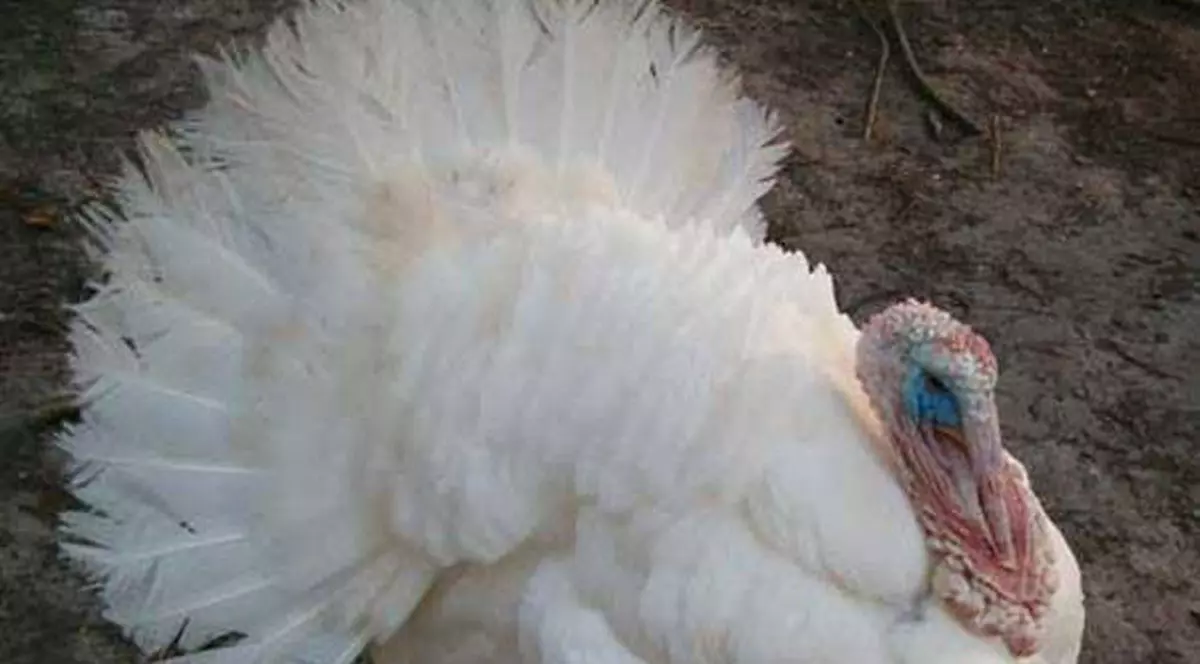 Mădălin Voicu l-a sacrificat pe celebrul curcan "Gâl-Gâl”