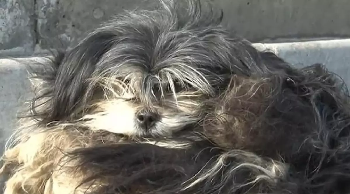 Înduioșător! Un câine își așteaptă de trei luni stăpânul în stația de autobuz