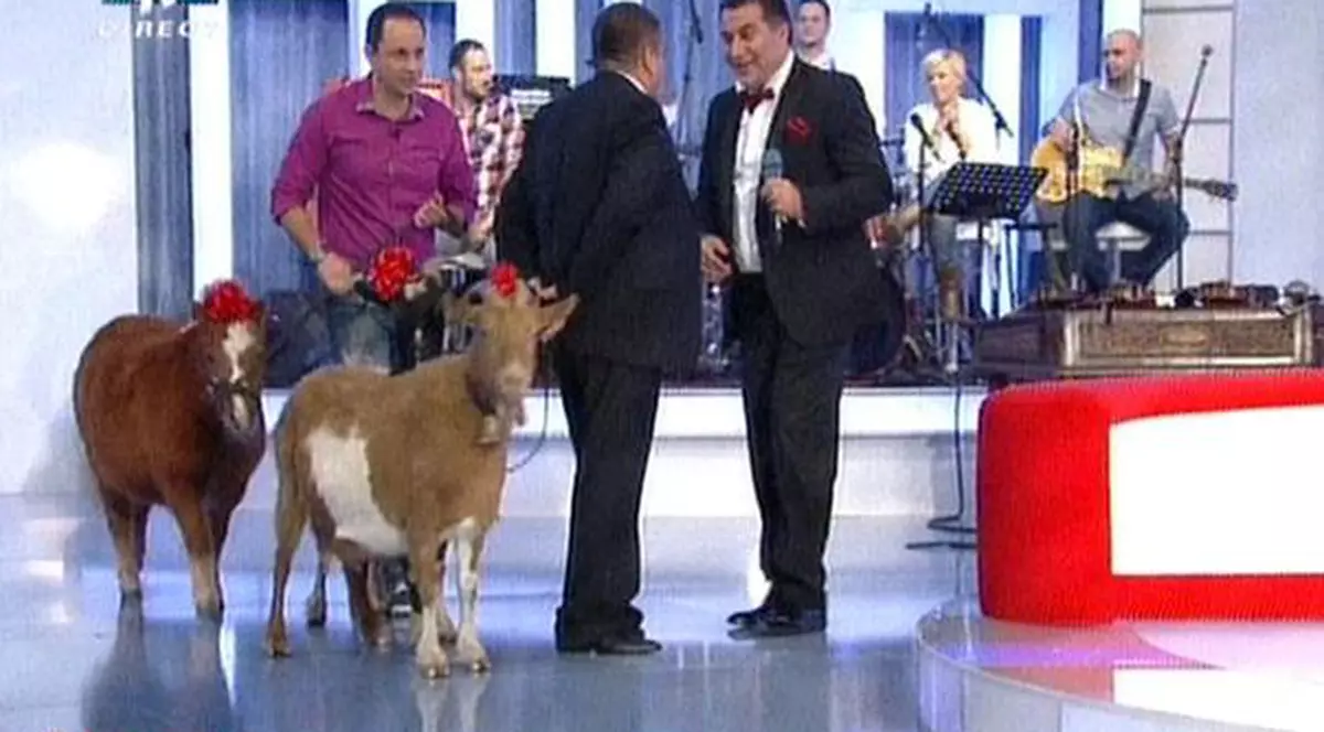 Foto | Ioniță de la Clejani a muls o capră în direct