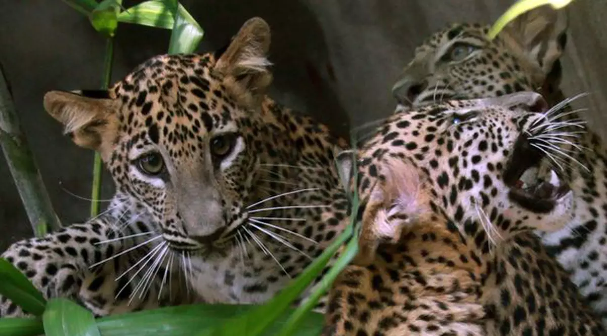 Foto | Trei pui de leopard orfani, cele mai triste animale din lume
