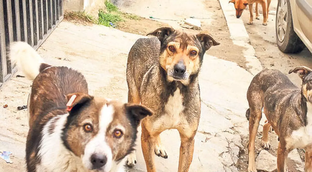 Primăria care ”cumpără maidanezi” – pasibilă să plătească banii daţi ilegal. Isprava edililor din Corabia a intrat în vizorul asociaţiilor pentru protecţia animalelor