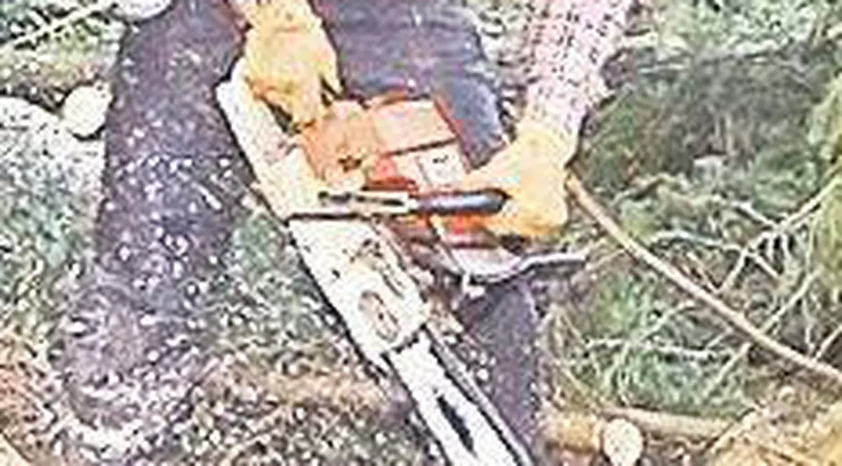 Austria vrea ca românii să muncească în ţara lui Mozart