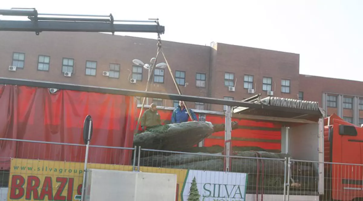 Aşa se descarcă brazii din camioane | FOTO