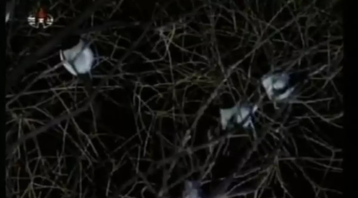 Kim Jong-il, plâns de natură. Vezi ce fenomen ciudat are loc în Coreea de Nord | VIDEO