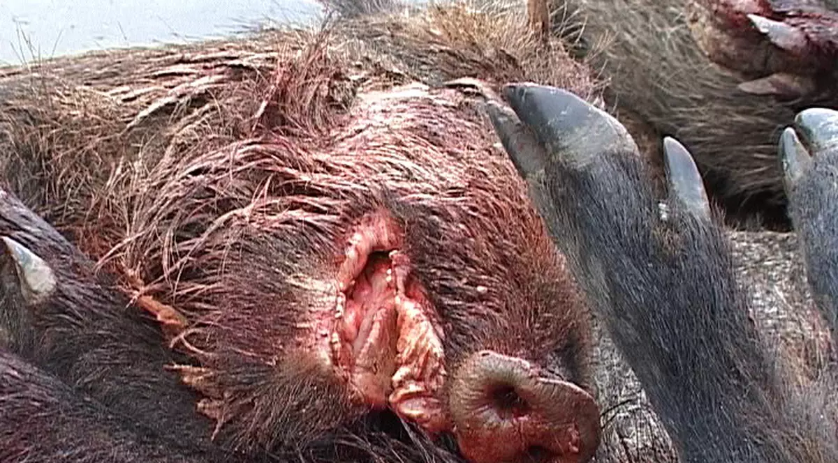 Au strivit cu buldozerul o scroafă şi 6 pui de porc mistreţ