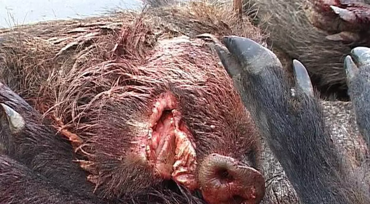 Mistreţii striviţi cu buldozerul vor fi mâncaţi de Crăciun