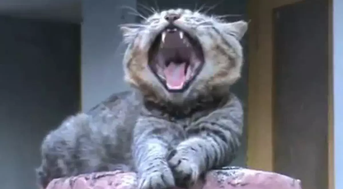 Uluitor! Uite pisicile care ţipă | VIDEO