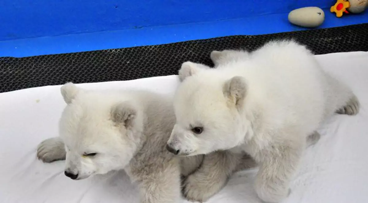 Doi ursuleţi polari născuţi în captivitate, atracţia anului 2012 | FOTO