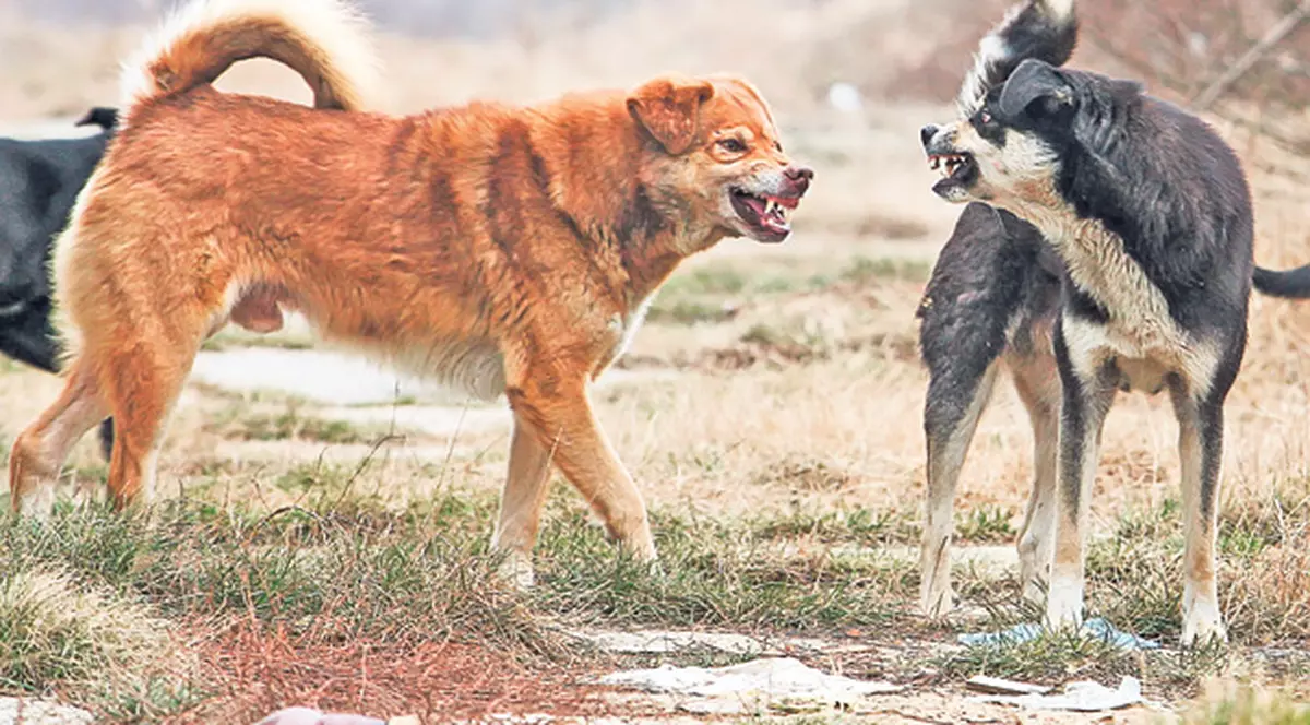 EXCLUSIV | Maidanezii au speriat UEFA