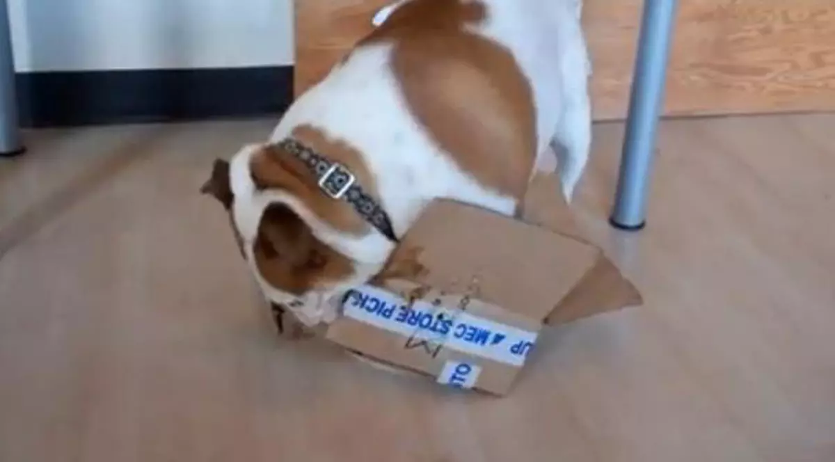 ADORABIL! Uite cât se chinuie un buldog să intre într-o cutie prea mică pentru el! VIDEO
