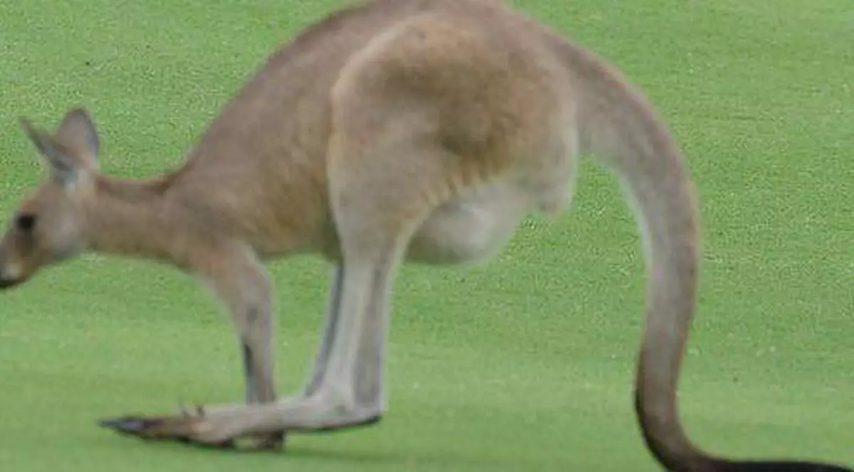 Australia denunţă folosirea cangurilor în publicitatea la ţigări 