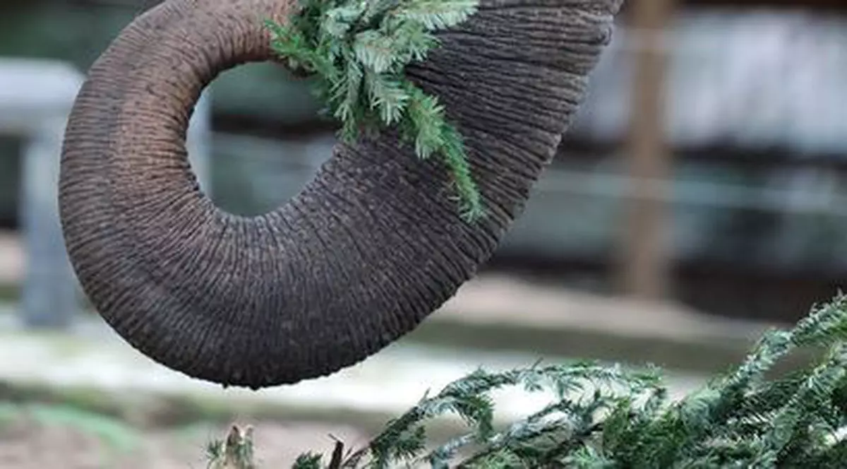 Un elefant de la o Grădină Zoologică din Olanda va purta lentile de contact 