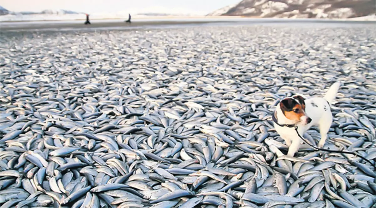 Fenomen bizar în Norvegia: plaje acoperite cu pești morți