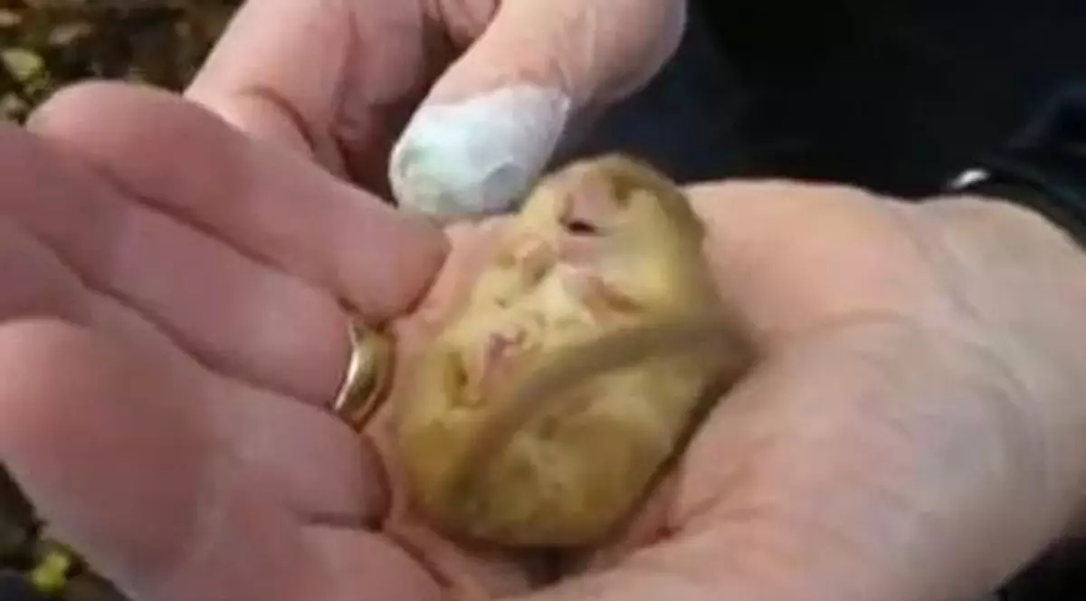 Nu-l deranjați! Uite șoricelul care sforăie de zor în timp ce hibernează! VIDEO