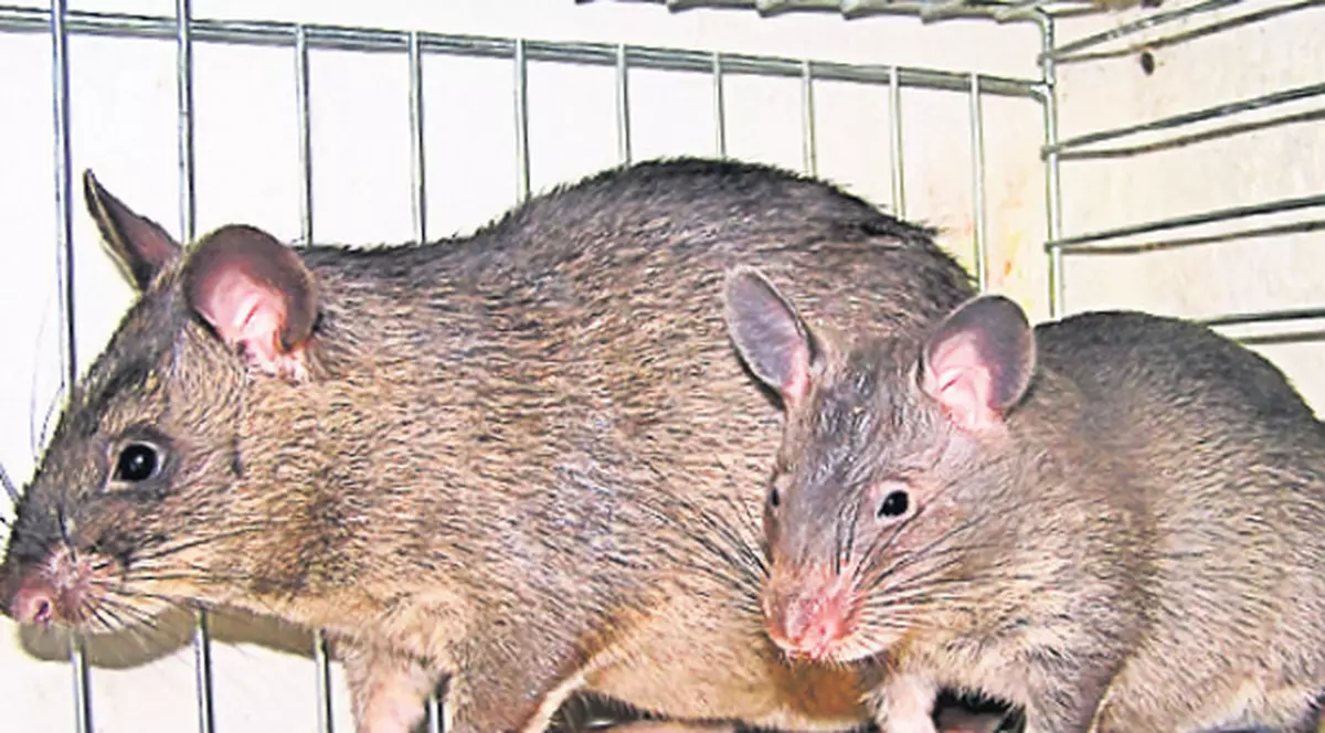 Bloc din sectorul 2, invadat de șobolani