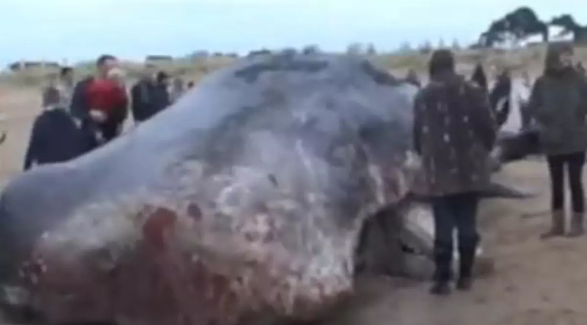 Căutat de polițiști și hulit pe site-urile de socializare! Vezi ce a făcut un bărbat de a stârnit FURIE pe Facebook | VIDEO