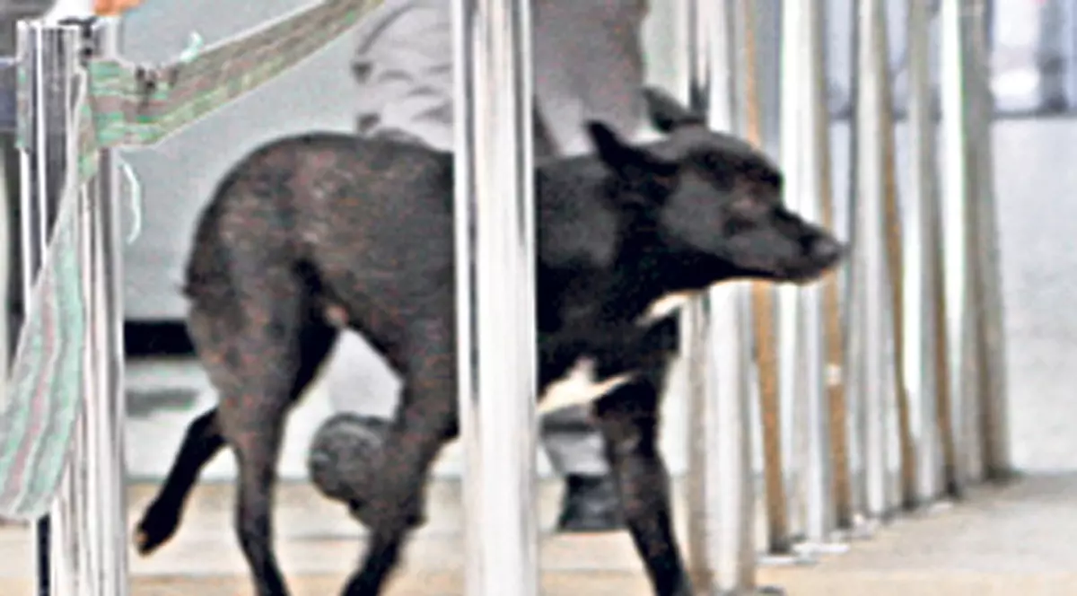 «Operaţiune» de gradul zero pe Aeroportul Aurel Vlaicu. Un căţel a încercat să treacă fraudulos frontiera