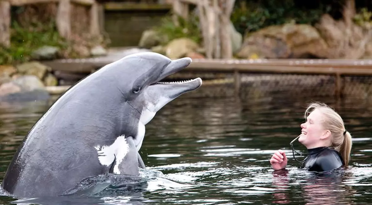 "Au conştiinţă de sine, au personalităţi distincte şi emoţii, la fel ca oamenii". Savanţii cer Declaraţia Drepturilor Delfinilor