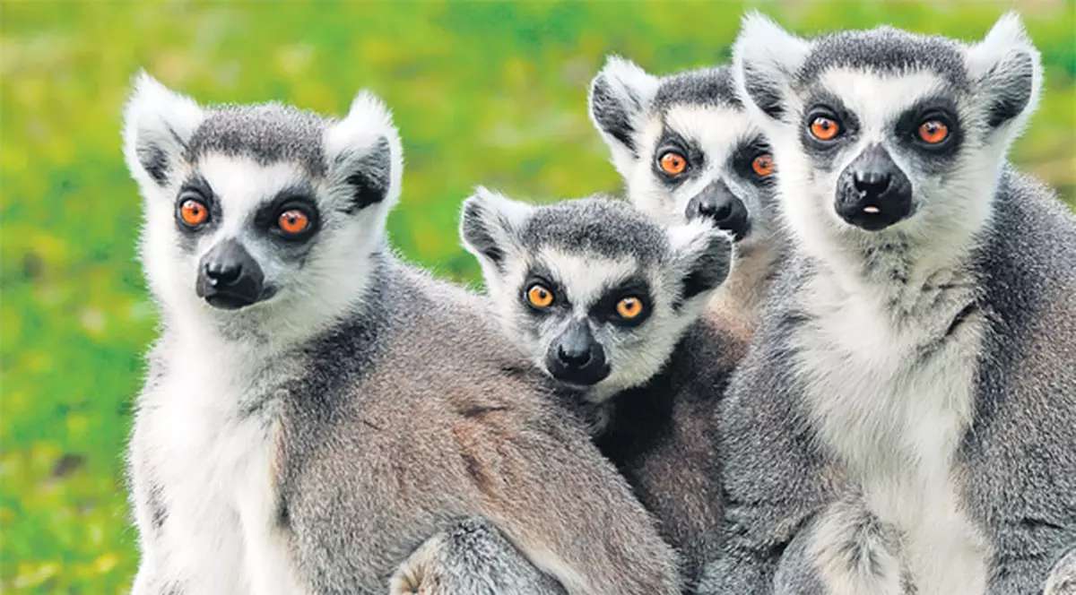 Radu Mazăre o să fie vecin cu lemurienii!