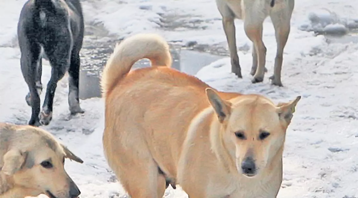 O femeie primește 2.000 de euro pentru o mușcătură de maidanez. Vezi unde se întâmplă asta.