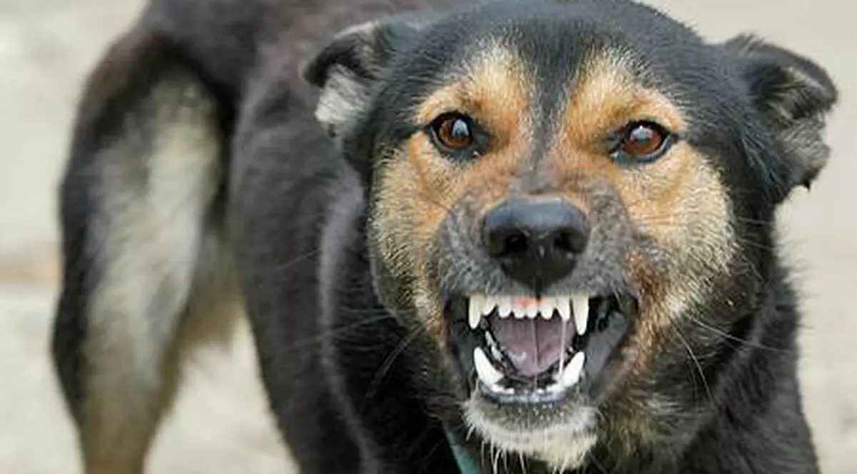 Răzbunare sadică a unui bărbat din Constanţa: a decapitat câinele care l-a muşcat!