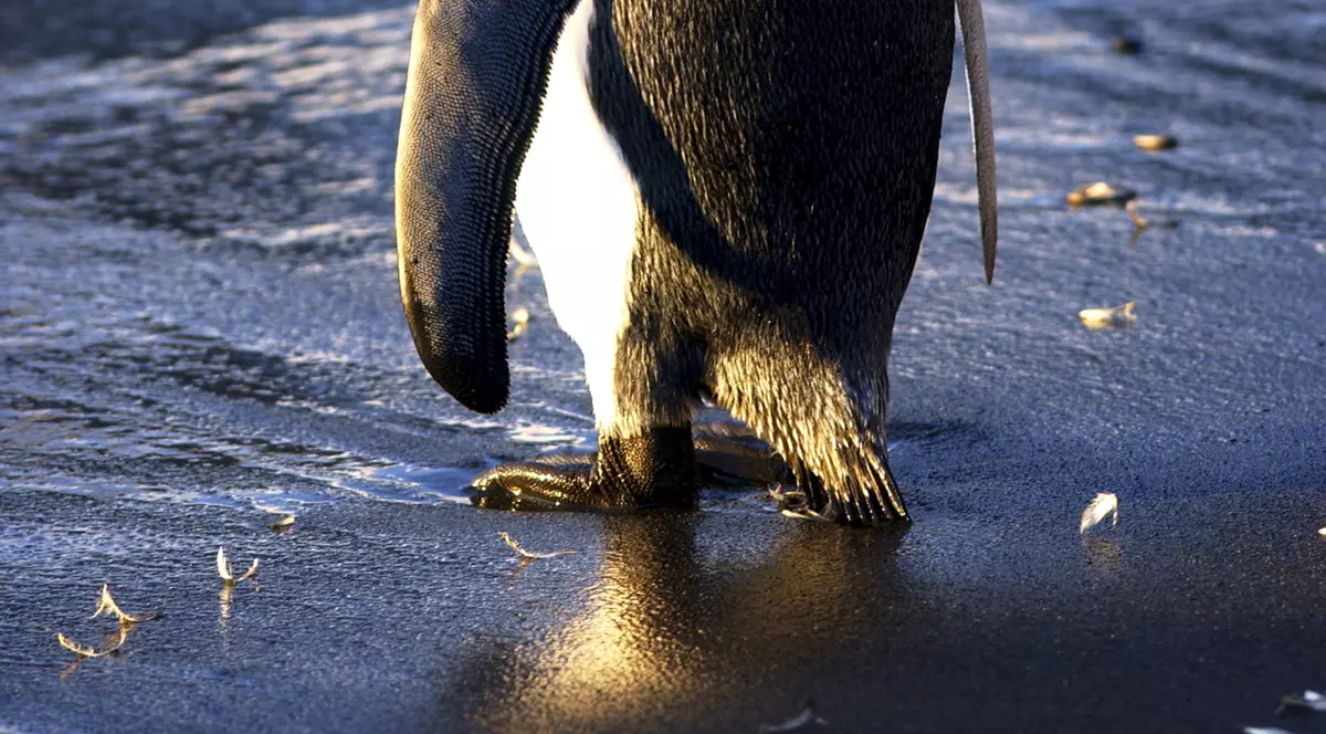 Scheletul unui pinguin uriaş, specie care a trăit acum 24-27 milioane de ani, descoperit în Noua-Zeelandă