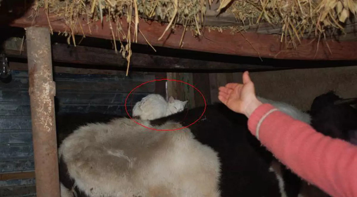 Nici animalele n-au trecut uşor de ger| FOTO