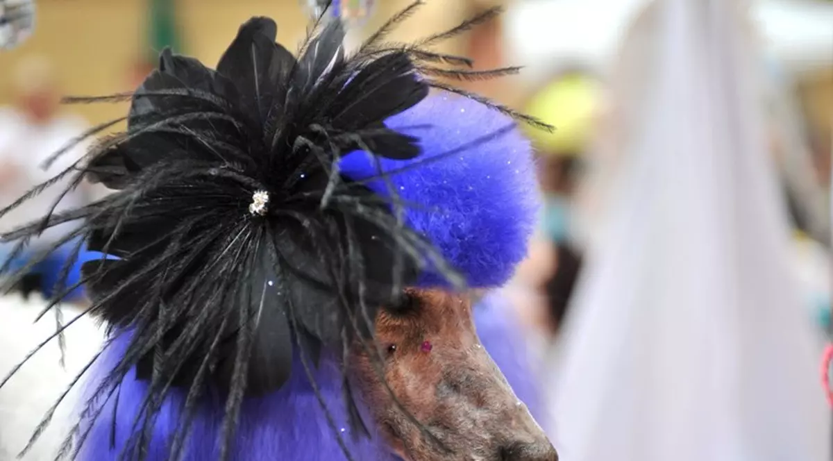 Iubitori de animale, fiţi pe fază! Se pregăteşte prima paradă de modă canină şi felină din Bucureşti!