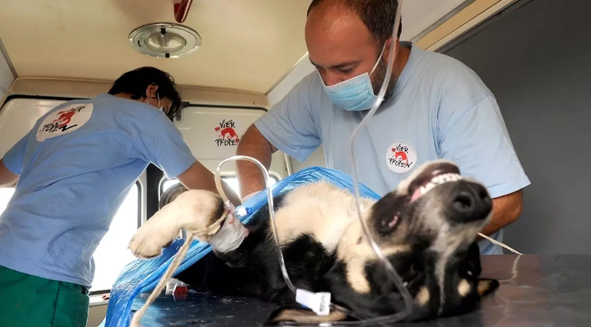 Campanie de sterilizare în masă a maidanezilor în Capitală. Vezi exact unde se întâmplă!