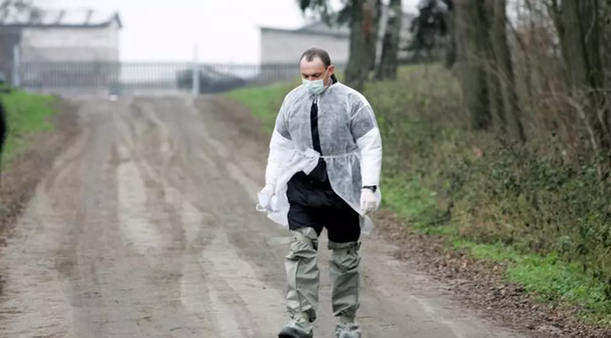 Gripă aviară în județul Brașov. O gâscă a murit din cauza virusului H5N8