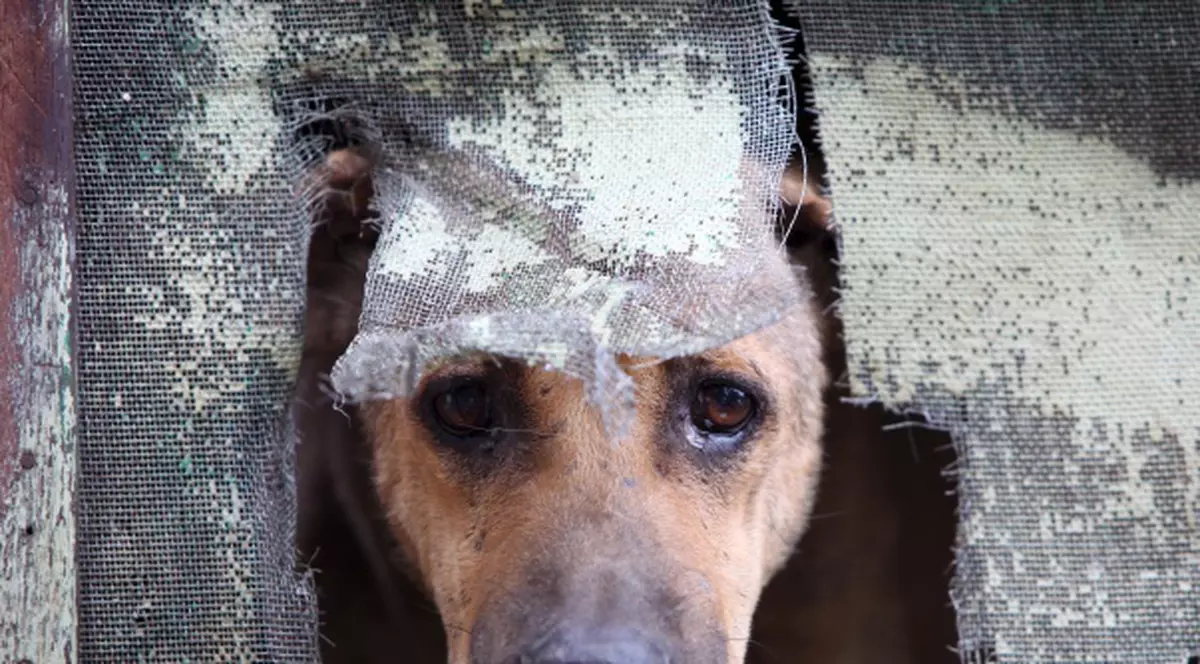 Câinele biblic care a lătrat la Iisus, pe cale de dispariţie