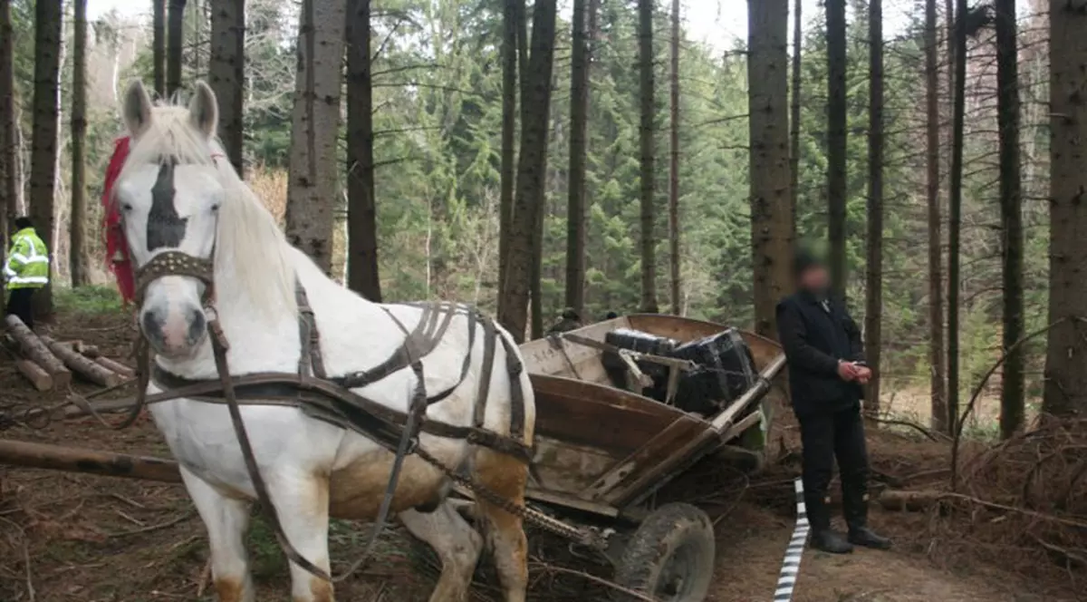 Ce şmecherie! Uite românii care fac bani cu... căruţa!