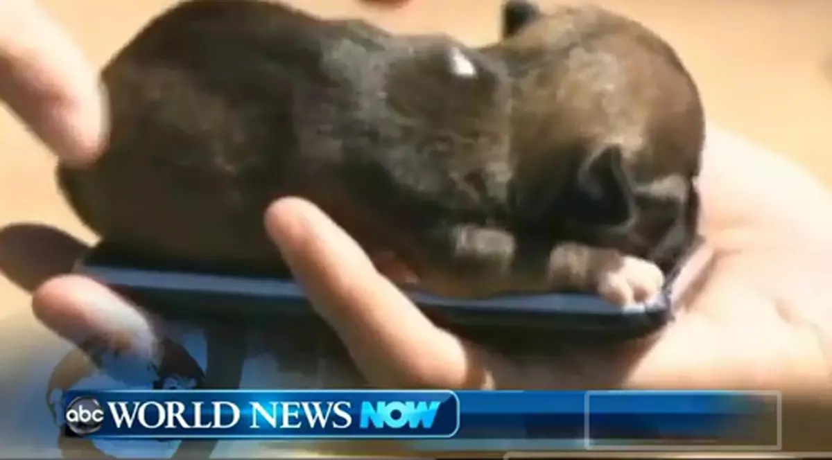 Beyonce a intrat în Cartea Recordurilor! O să rămâi suprins când vei afla cu ce | VIDEO