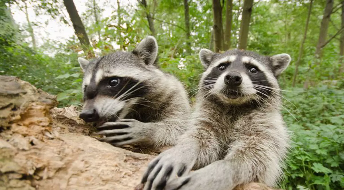 E imposibil să nu dai LIKE! Cei mai curioşi şi mai simpatici ratoni, vedetele zilei pe net! | FOTO