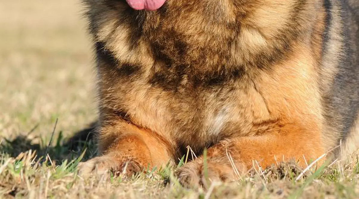 Un câine erou va avea monument în Bucureşti