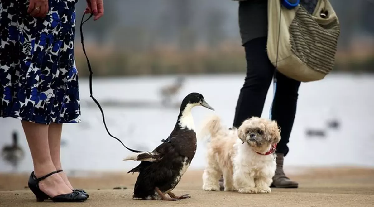 Uite raţa care se crede câine! Vezi ce viaţă duce înaripata | FOTO