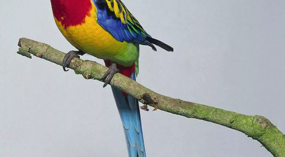 Spectacole, târg de carte şi expoziţie de păsări. Află ce poţi face weekendul acesta în Capitală!