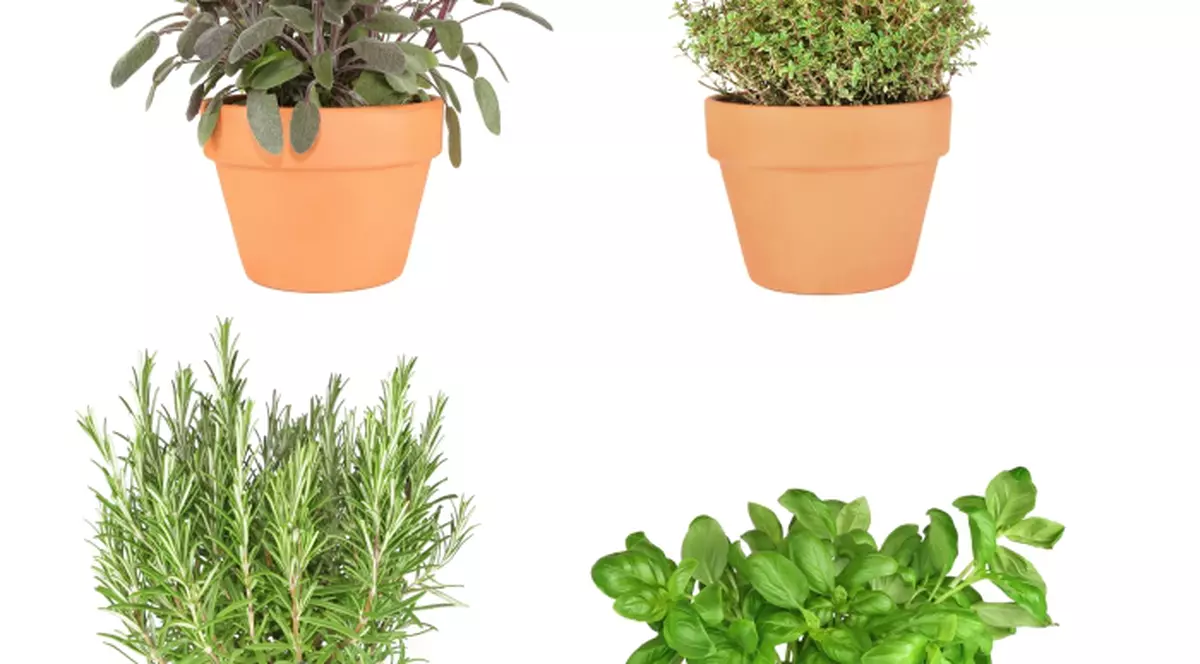 Plante aromatice pe care le poţi creşte în ghiveci