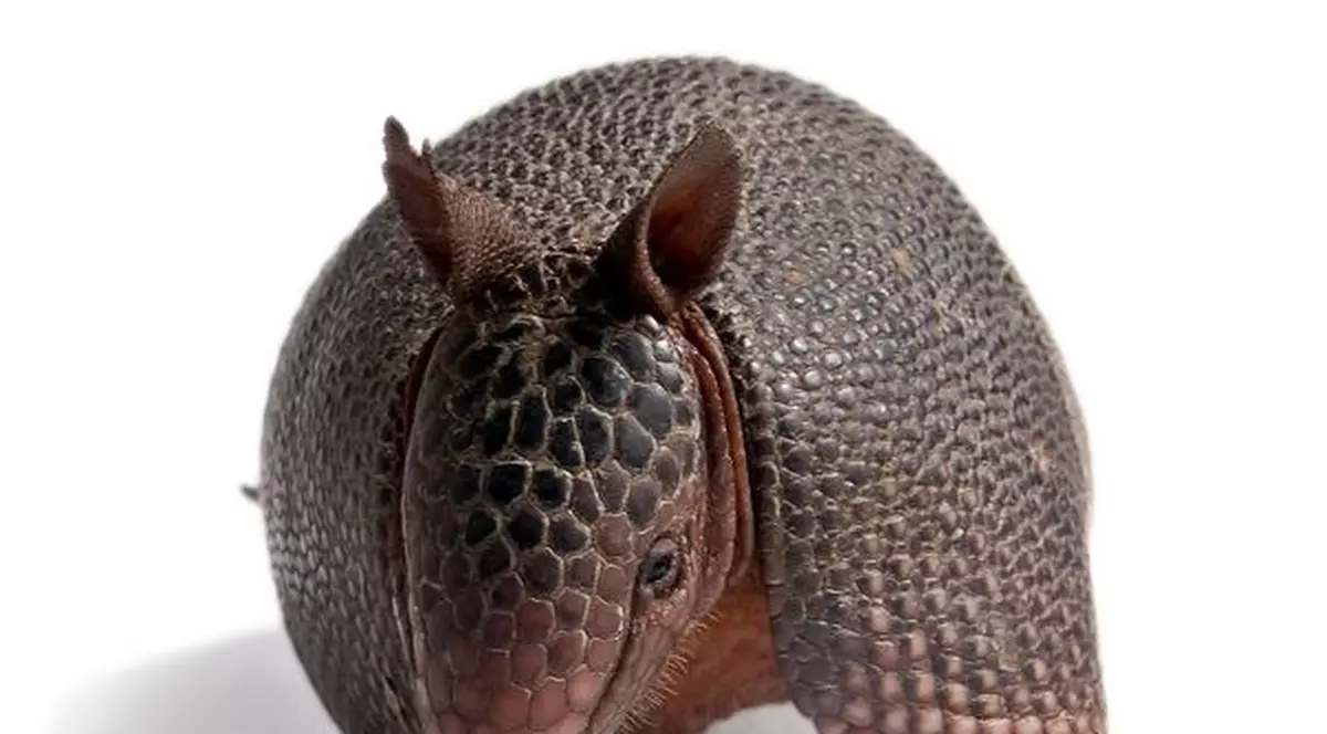 Mascota Cupei Mondiale din Brazilia va fi un tatu