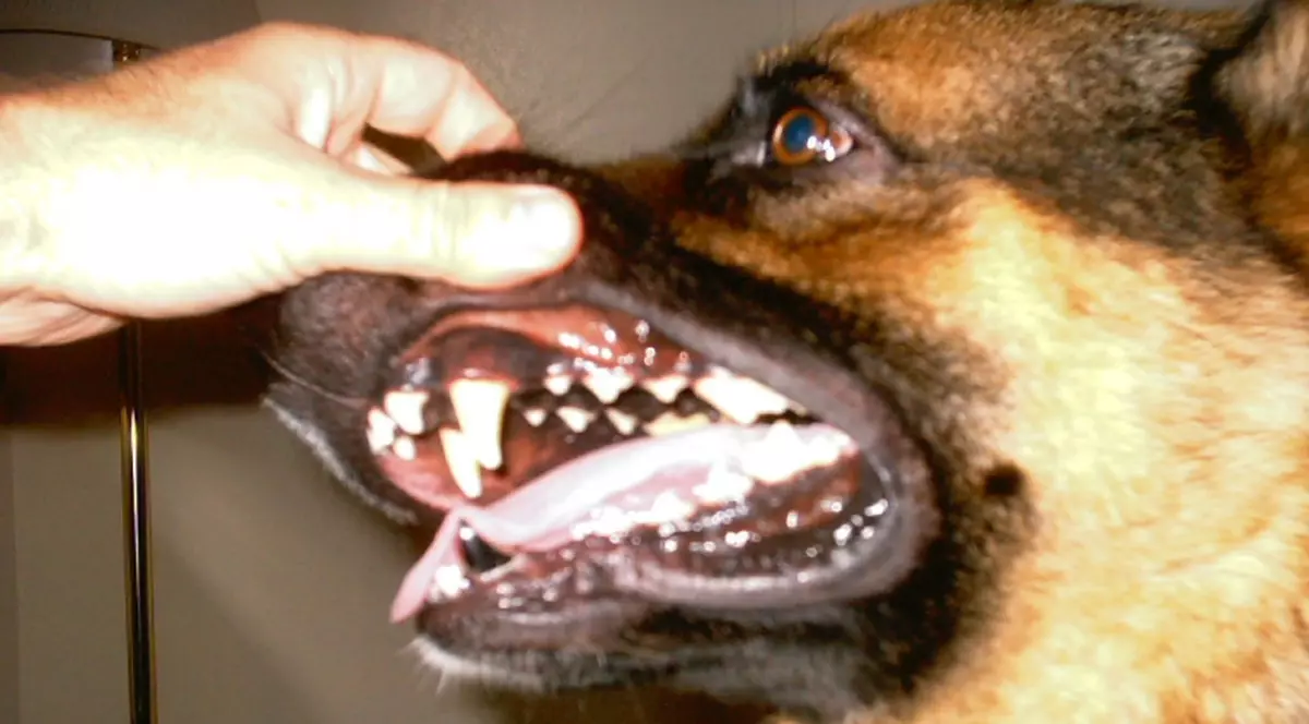 Asta da ştire! Un om a muşcat un câine!