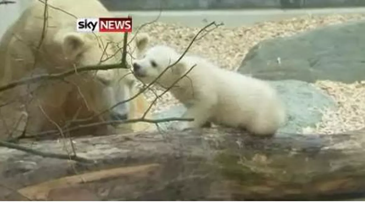 Ea este sora lui Knut. Ghemul de blăniță și-a făcut debutul la Zoo în Germania | VIDEO