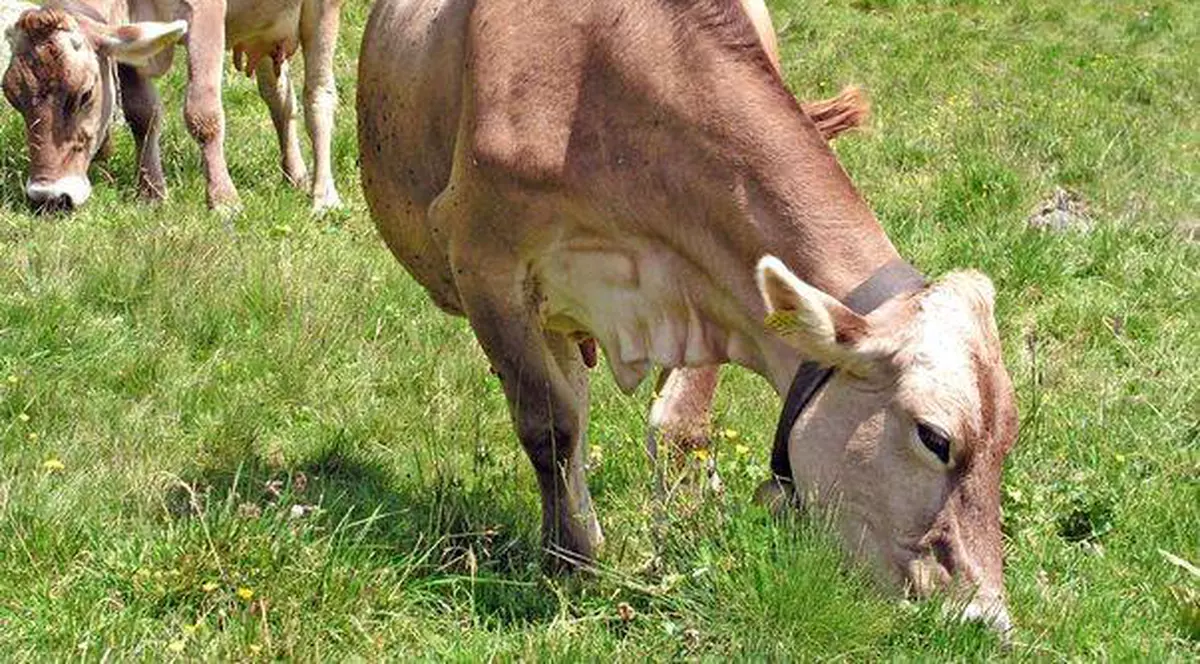 ”Vând urgent vacă bălţată românească. Accept şi schimburi: iphone sau htc”