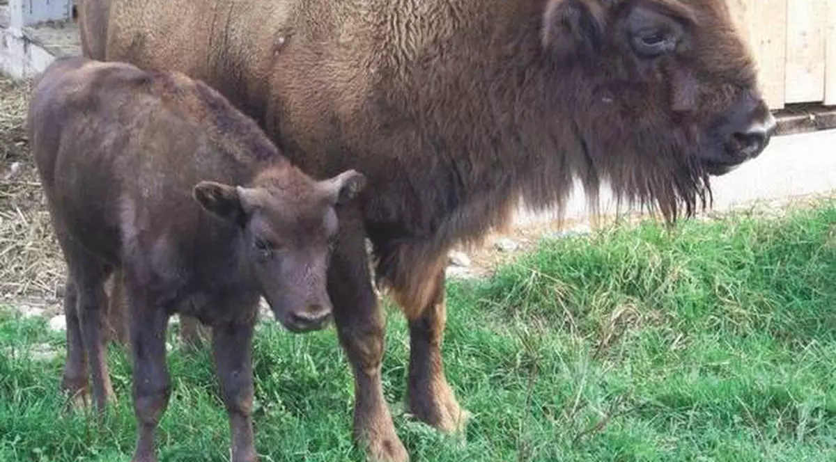Cinci zimbri din Rezervaţia Vânători Neamţ se întorc în natură