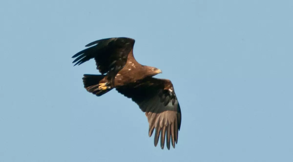 Narcis, prima  acvilă echipată cu transmiţător satelitar, s-a întors acasă: în Piemontul Făgărașului