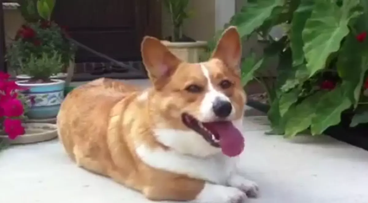 CEL MAI CIUDAT CÂINE DIN LUME! Iată care este FETIŞUL lui | VIDEO