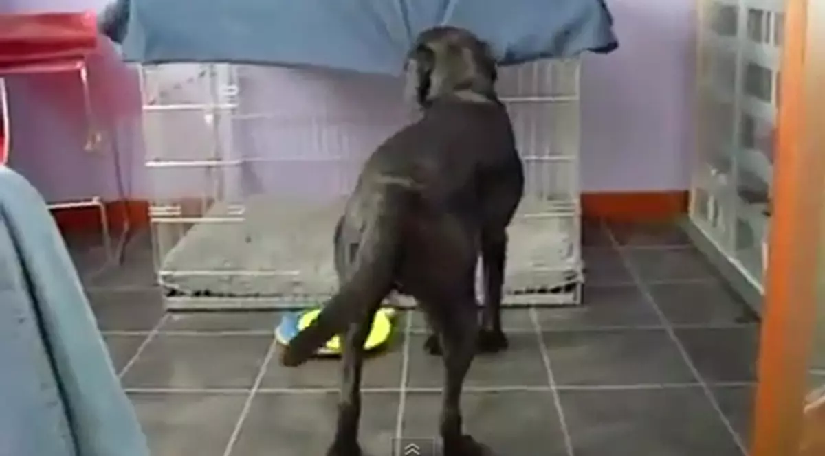 Cel mai deştept câine! Ştie să facă ceea ce doar un om ar putea | VIDEO