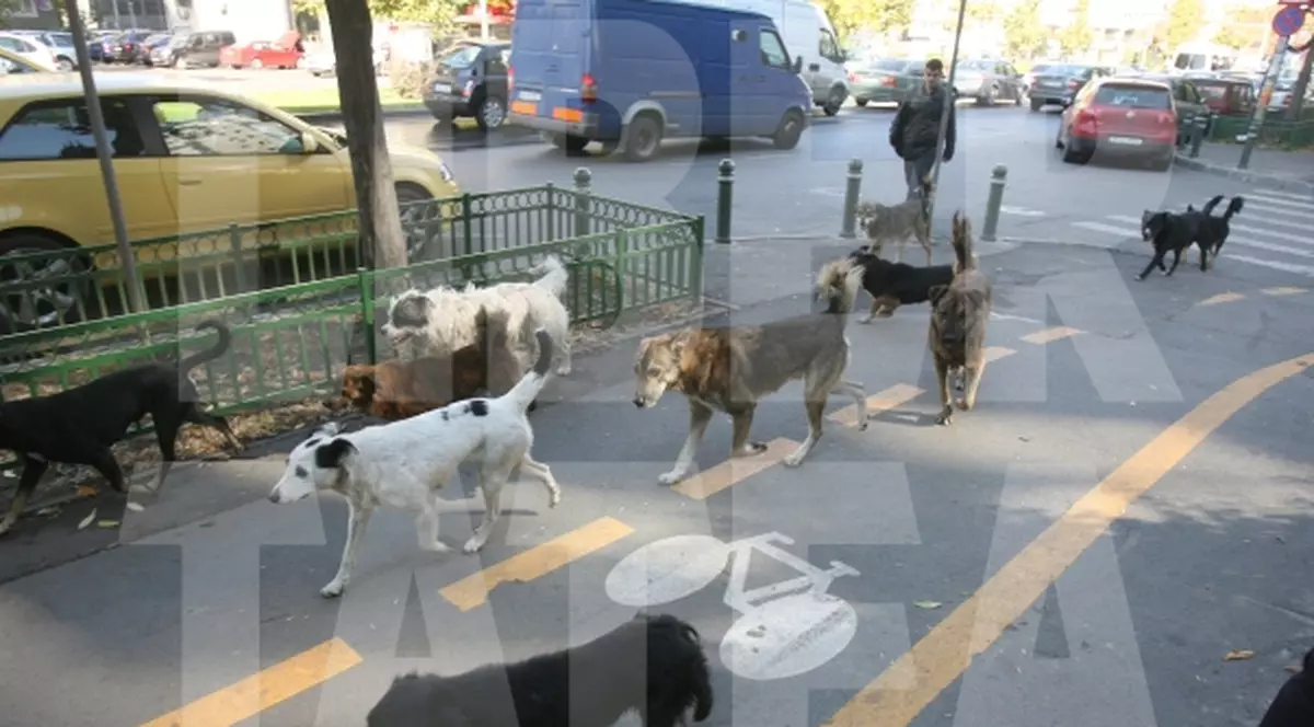 Primăria Sectorului 2 castrează gratuit câinii din zona centrală a Capitalei