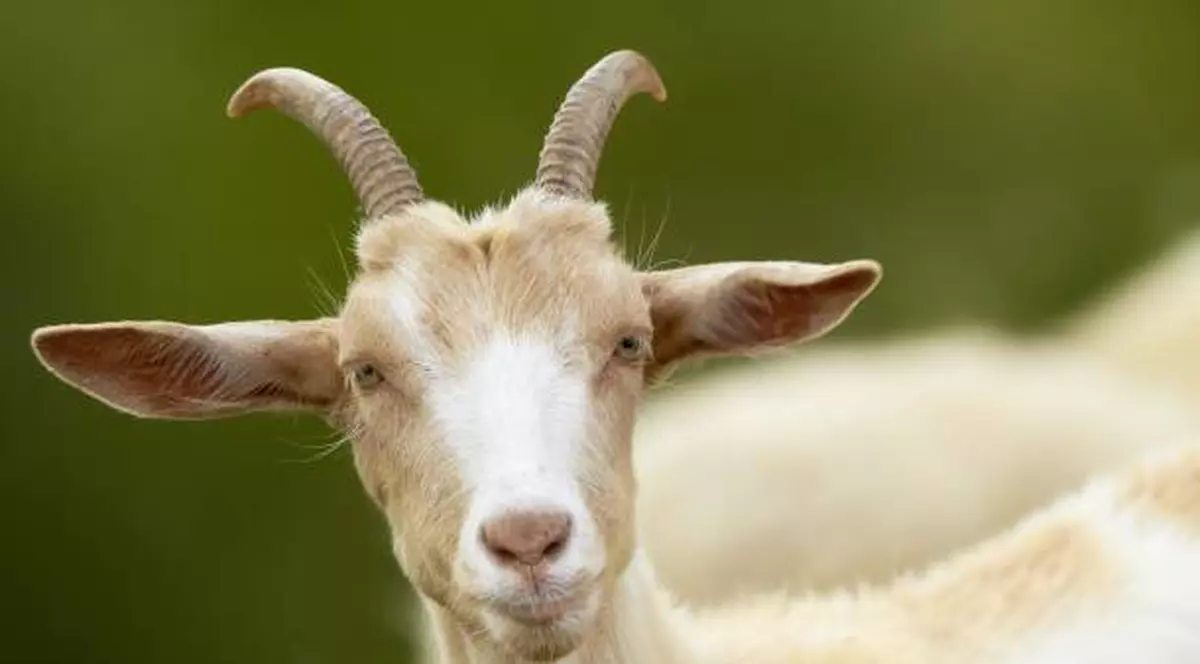 ATENŢIE! VIRUSUL care aduce panică în Europa înainte de Paşte