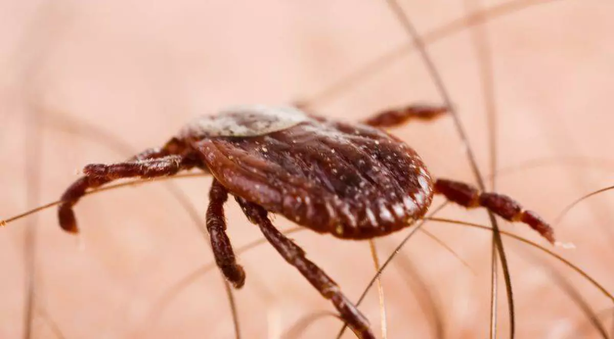 Invazie de căpușe la Constanța! Spitalul de Boli Infecțioase este luat cu asalt